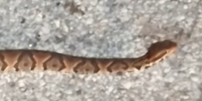 Fort Lauderdale snake